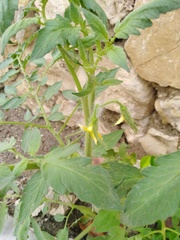Solanum lycopersicum
