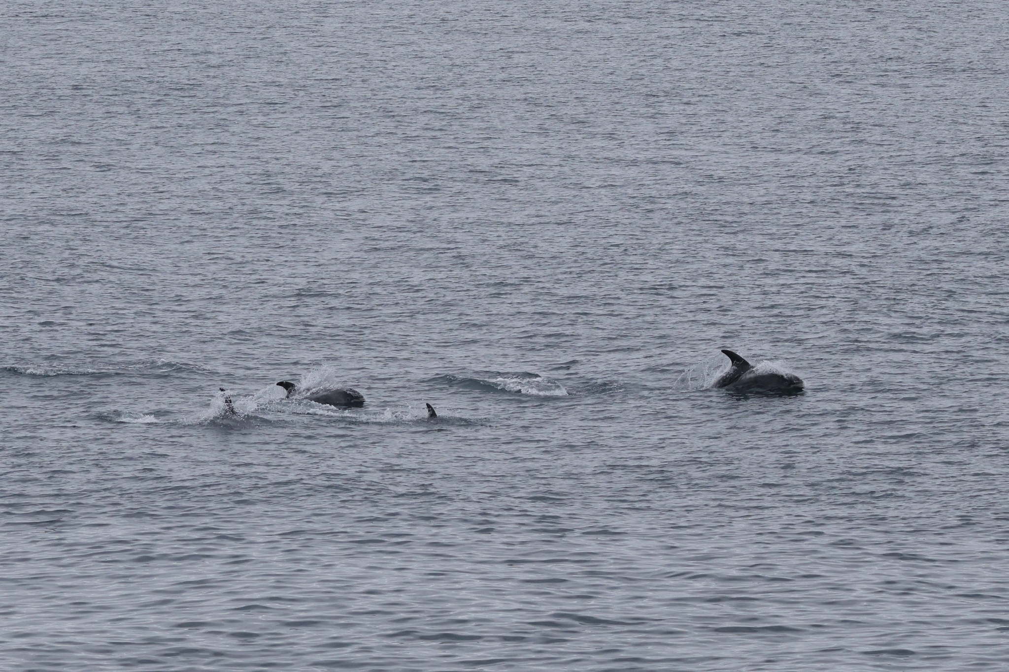 Lagenorhynchus albirostris