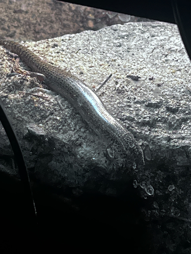 Ocellated Bronze Skink