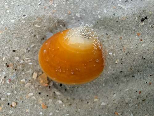 Abra aequalis, 2026-08-05