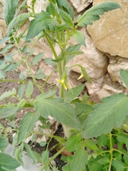 Solanum lycopersicum