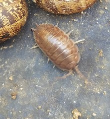 Porcellio laevis