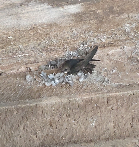 Little Swift
