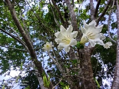 Hintonia