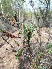 Hippophae rhamnoides