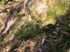 Crowea saligna, photograph (c) Austen Armstrong, some rights reserved (CC BY)