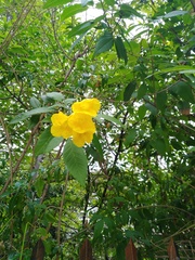 Tecoma stans