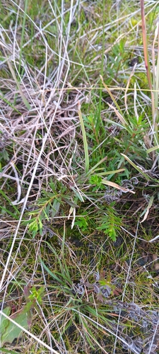 Haloragis heterophylla, 2026-08-06