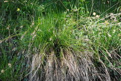 Anthoxanthum australe