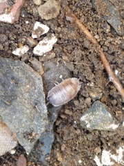 Porcellio laevis