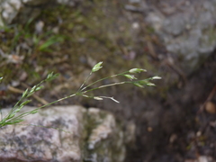 Poa alsodes