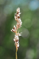 Anthoxanthum australe