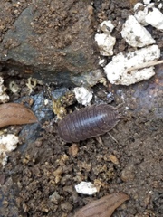Porcellio laevis