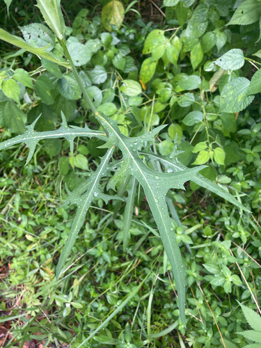 Indian lettuce