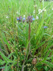 Anchusa arvensis