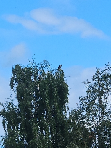 Hooded Crow