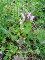 Lamium purpureum