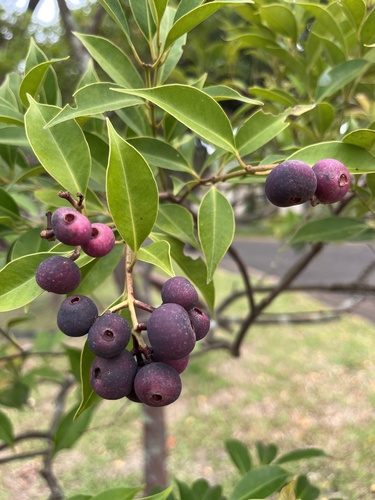 Syzygium acuminatissimum observed 2026-08-06
