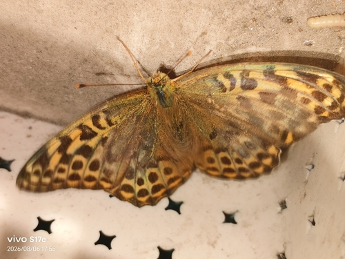 Silver-washed Fritillary