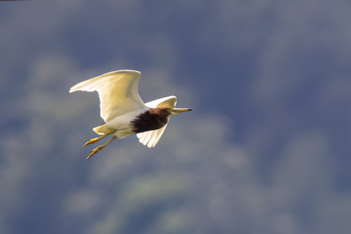 Chinese Pond-Heron