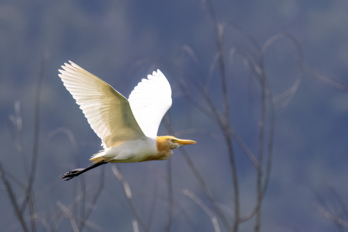 Eastern Cattle-Egret