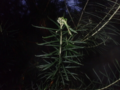 Cassinia longifolia