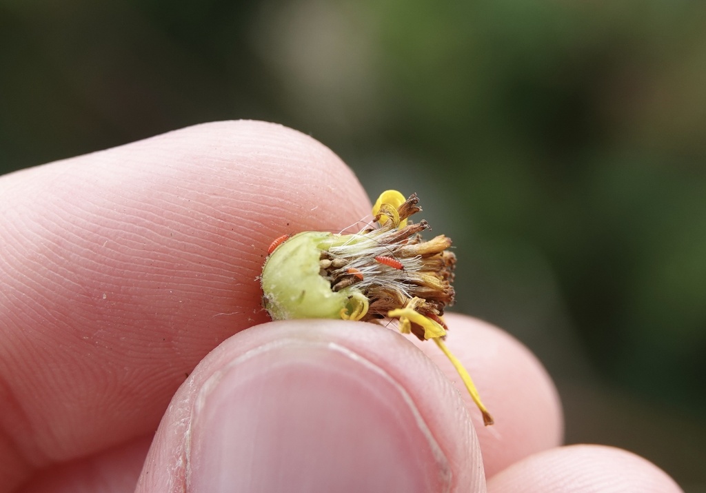 Haplothrips senecionis