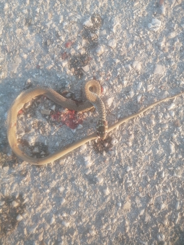 Green Whip Snake