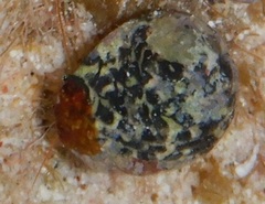 Nerita versicolor