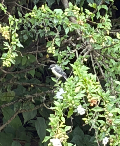 Asian Tit