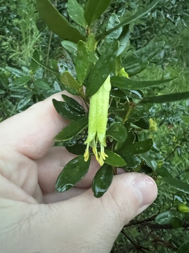 Correa glabra, photograph 3