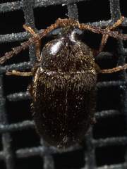 Hymenorus