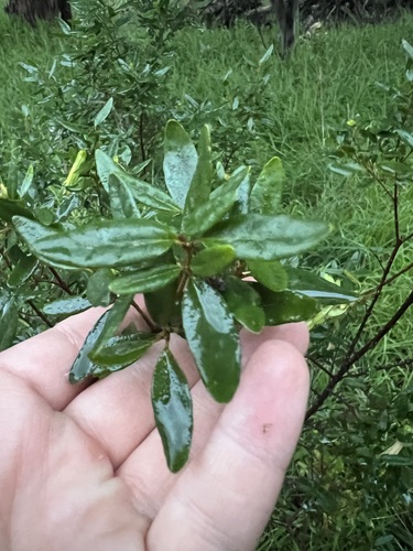 Correa glabra, photograph 4