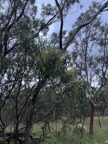 Acacia implexa, photograph 2