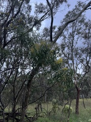 Acacia implexa, photograph (c) Jared Shorma, some rights reserved (CC BY)