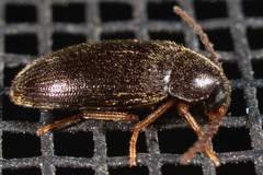Hymenorus