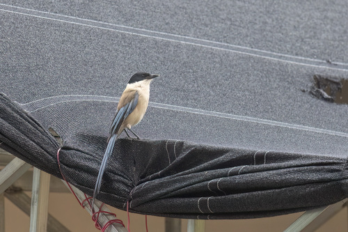Azure-winged Magpie