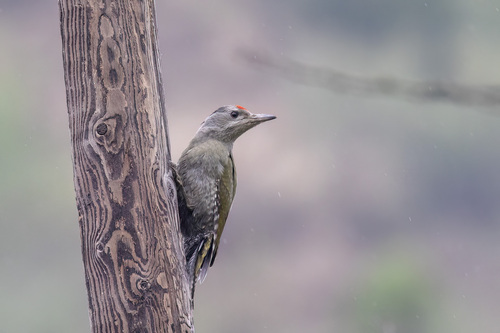 Picus canus kogo