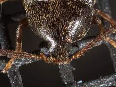 Hymenorus