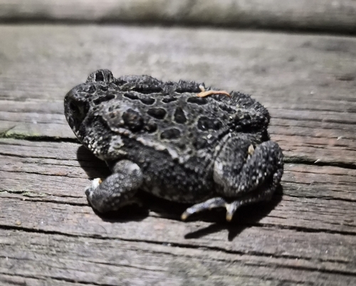 Canadian Toad
