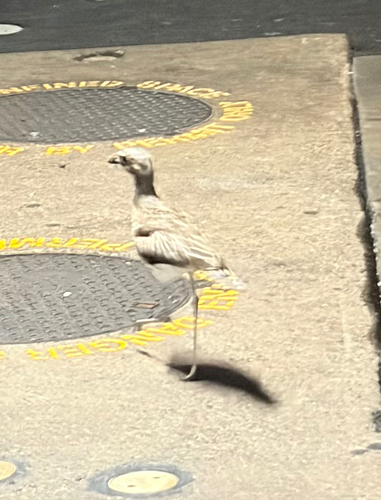 Bush Stone-curlew