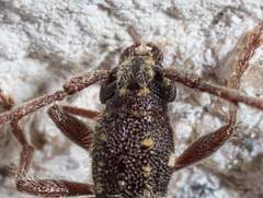 Anelaphus niveivestitus