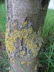 Xanthoria parietina