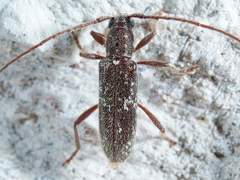 Anelaphus niveivestitus