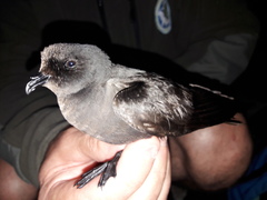 Hydrobates pelagicus