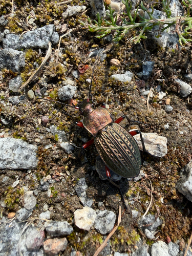 Carabus cancellatus