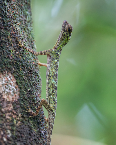 Draco taeniopterus, 2026-08-01