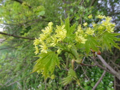 Acer platanoides