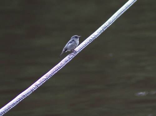 Cassin's Flycatcher