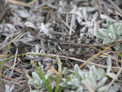 Melanoplus kennicottii